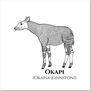 Okapi or Forest Giraffe Animal Drawing - black and white animal art Posters and Art